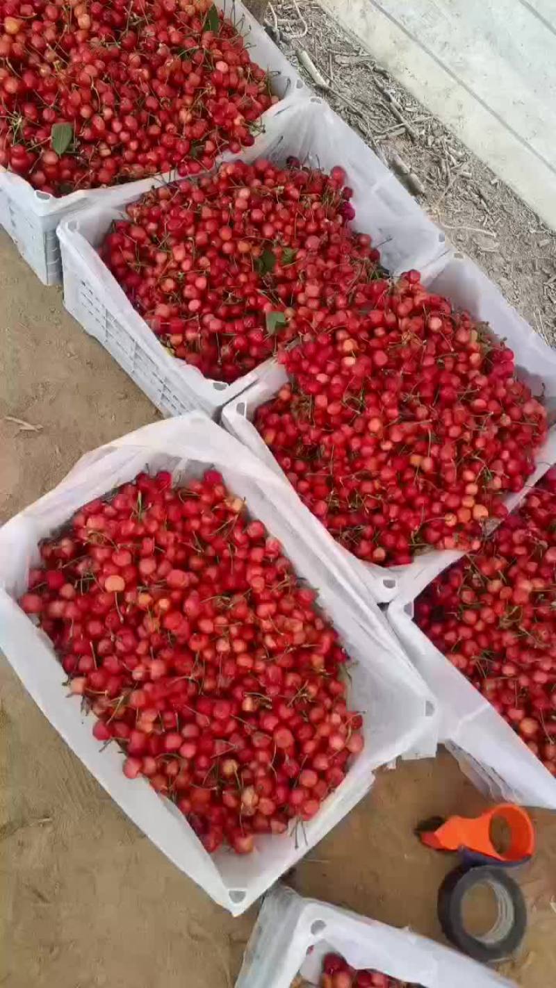 红灯樱桃大量上市价格3-9
