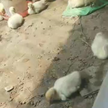 鹅苗一斤脱温鹅苗