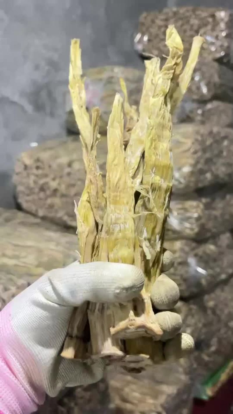 高山精品野笋干杭州基地直供货源充足质量保证欢迎订购