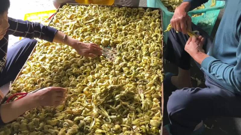 高山精品野笋干杭州基地直供货源充足质量保证欢迎订购
