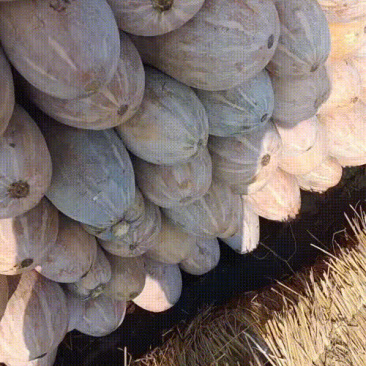 密本南瓜大量上市