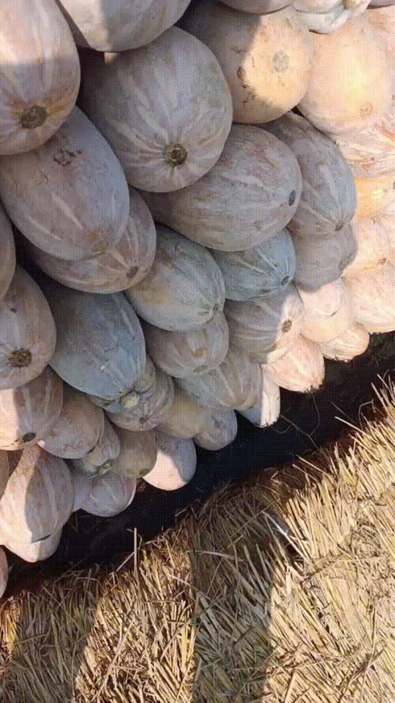 密本南瓜大量上市