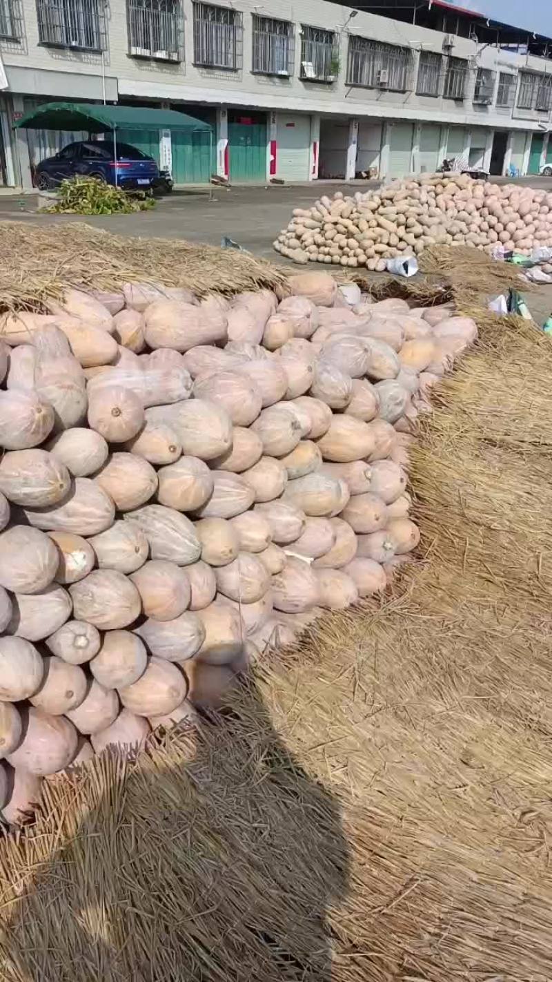 密本南瓜大量上市