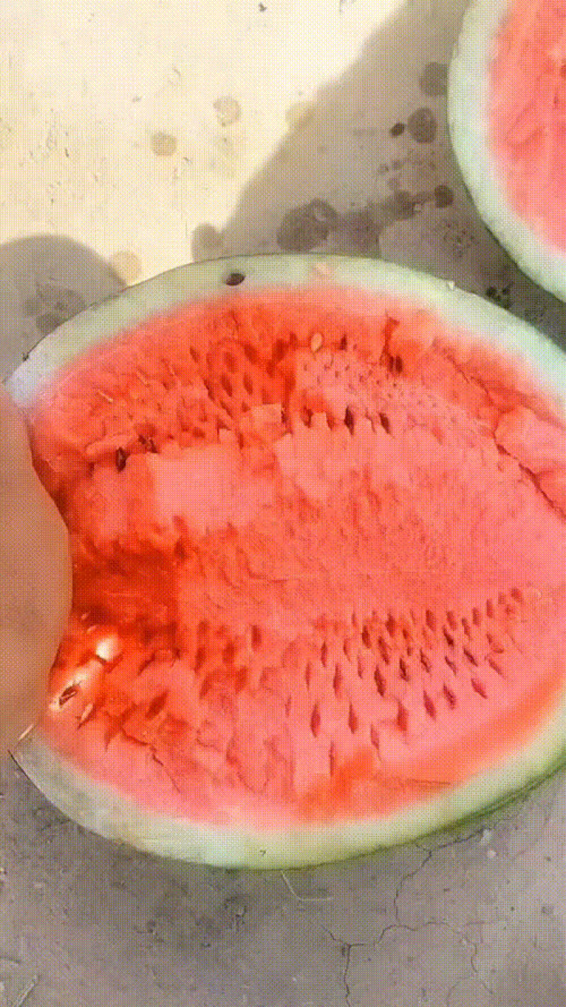 陕西甜王西瓜大量上市