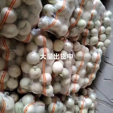 甜瓜