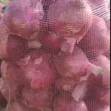 紫皮洋葱