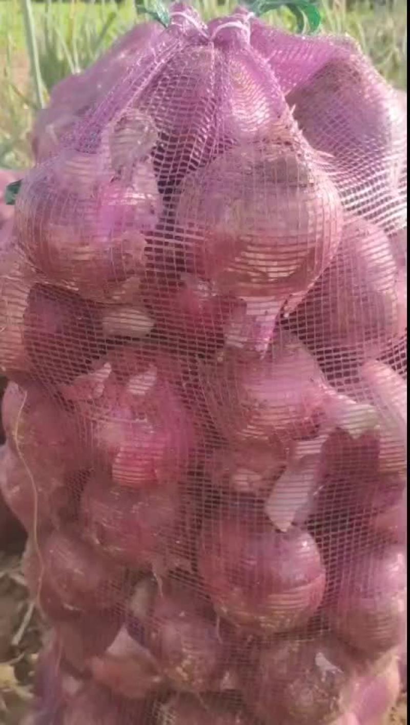紫皮洋葱