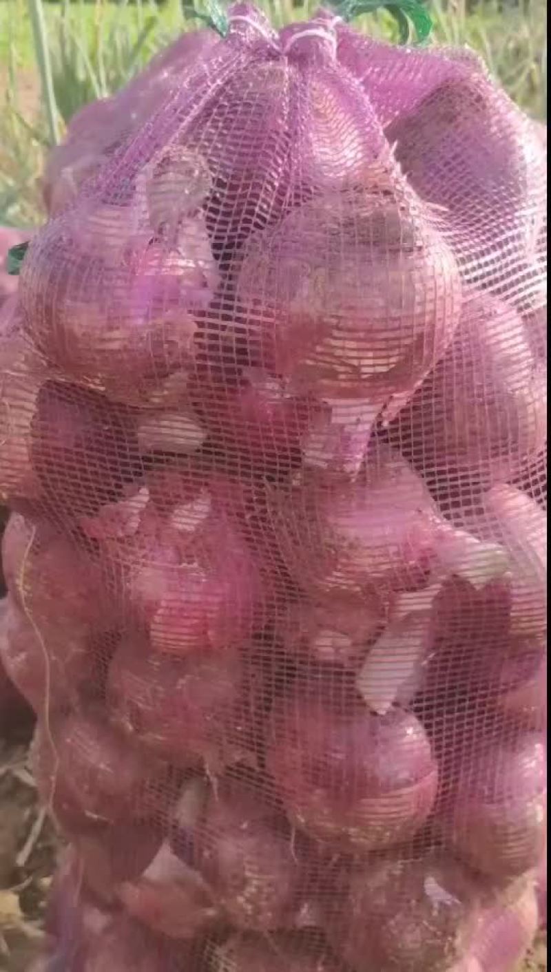 紫皮洋葱
