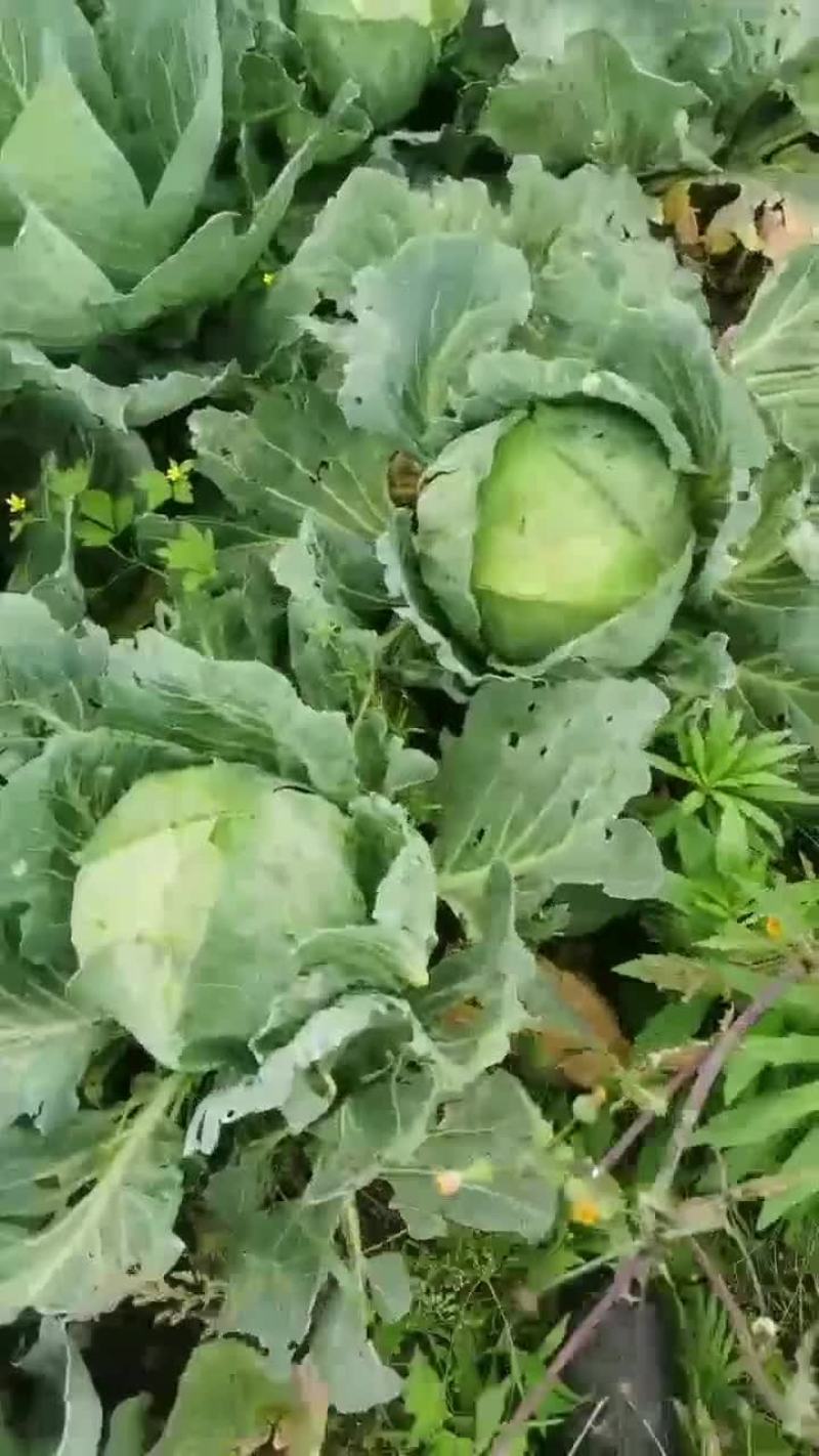 连花白