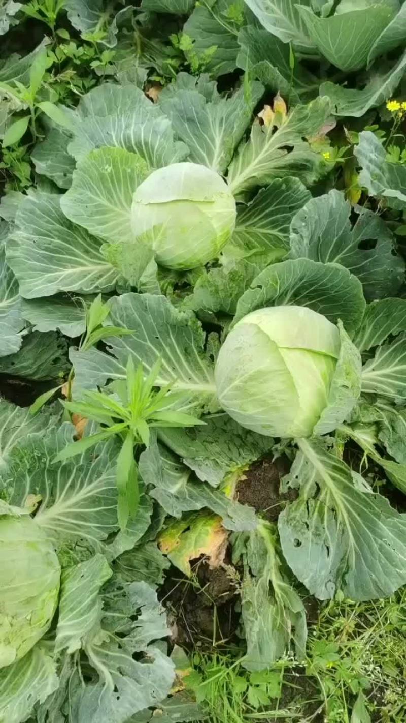 连花白