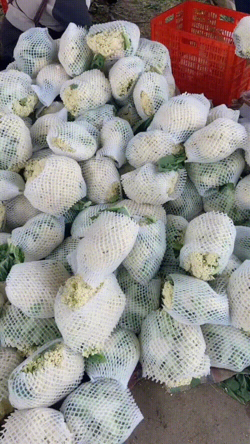 有机菜花，各种品质有货，量大价优