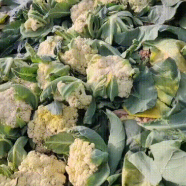 有机菜花，各种品质有货，量大价优