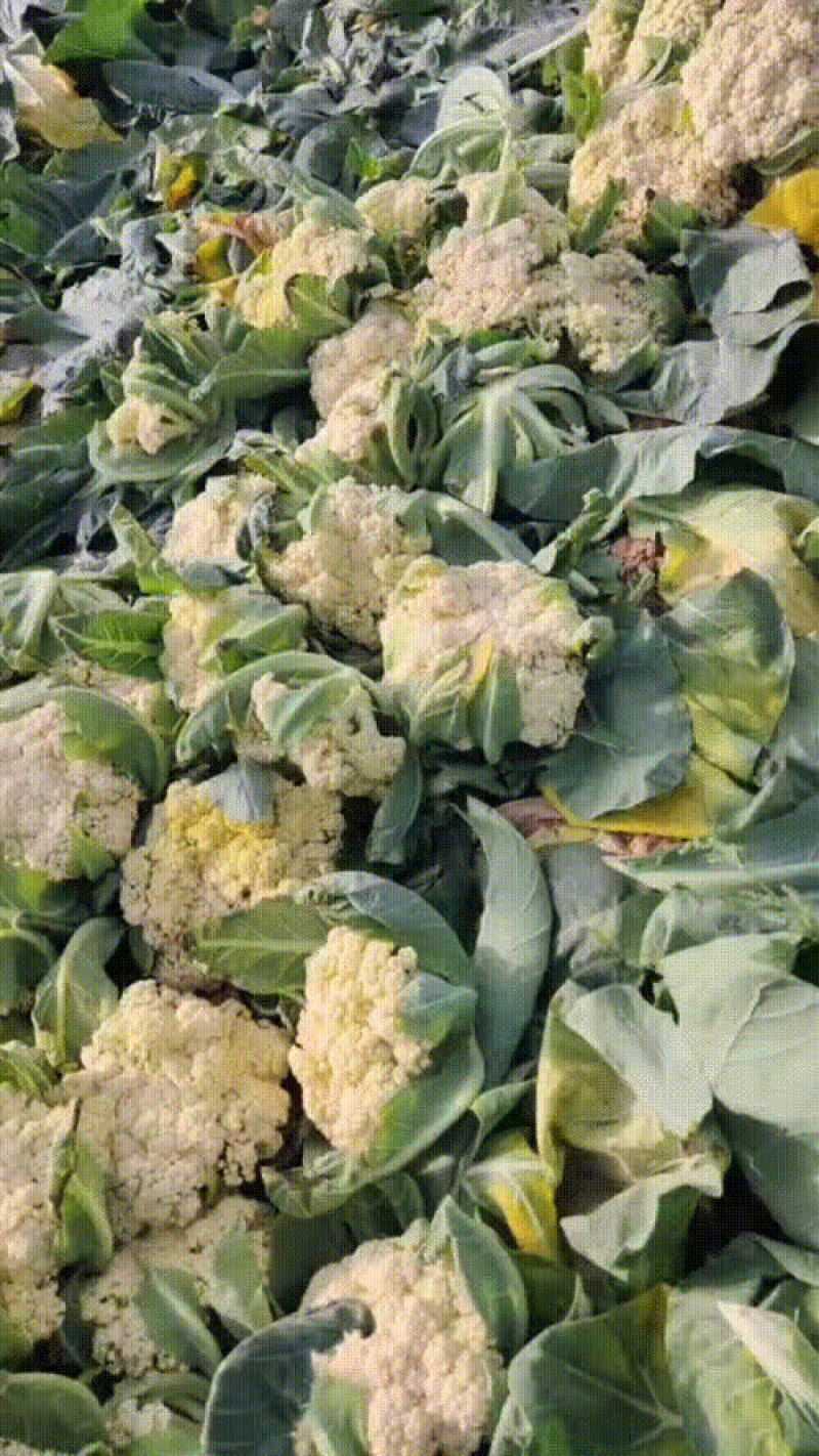有机菜花，各种品质有货，量大价优