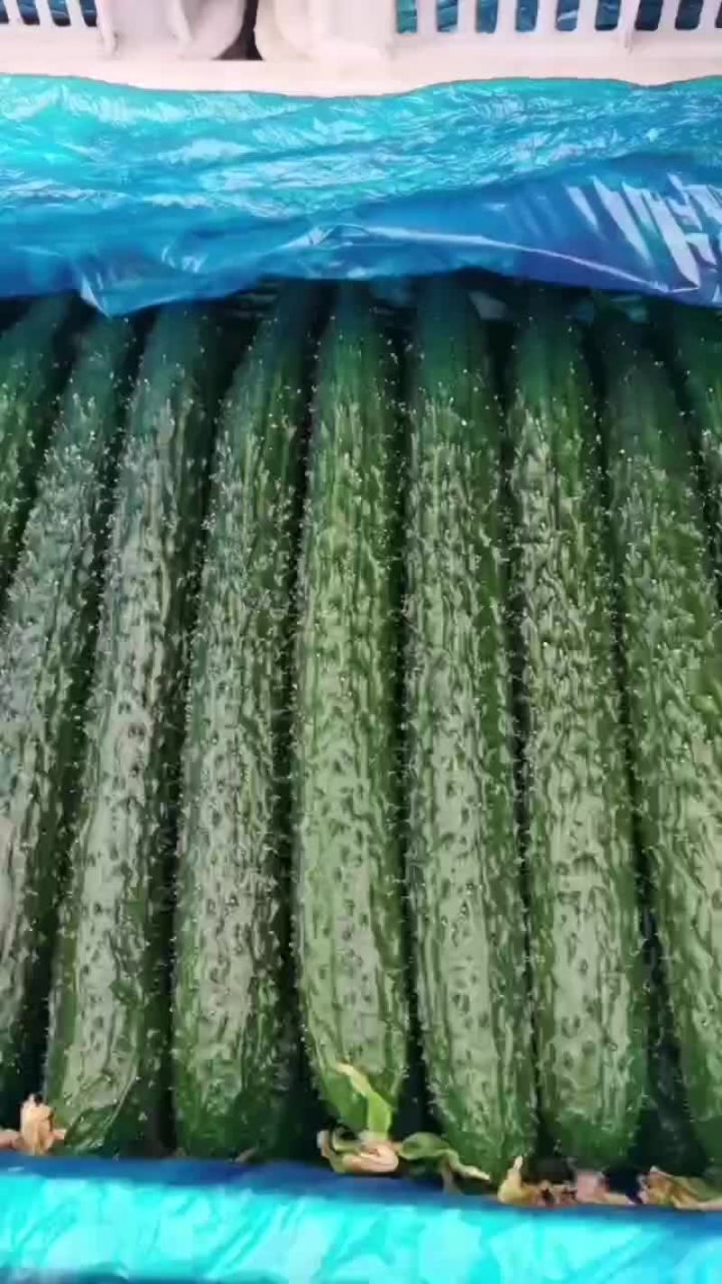 干花，鲜花黄瓜，产地直发