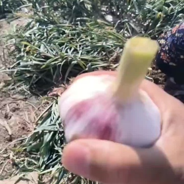 大蒜