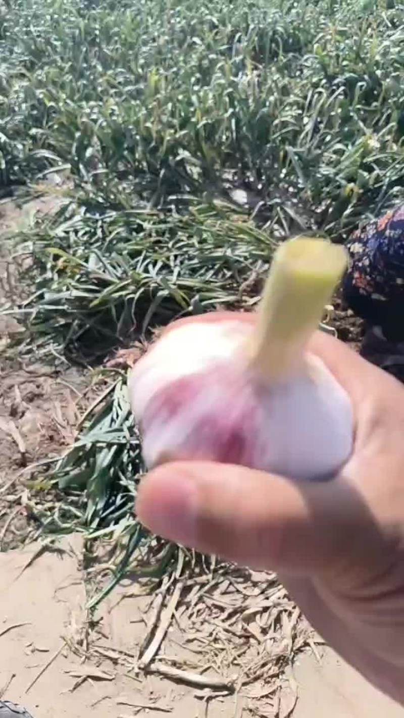 大蒜