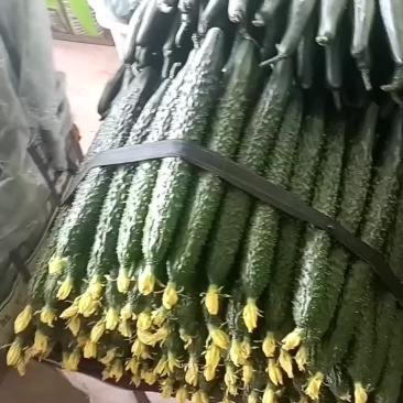 鲜花黄瓜，产地直发