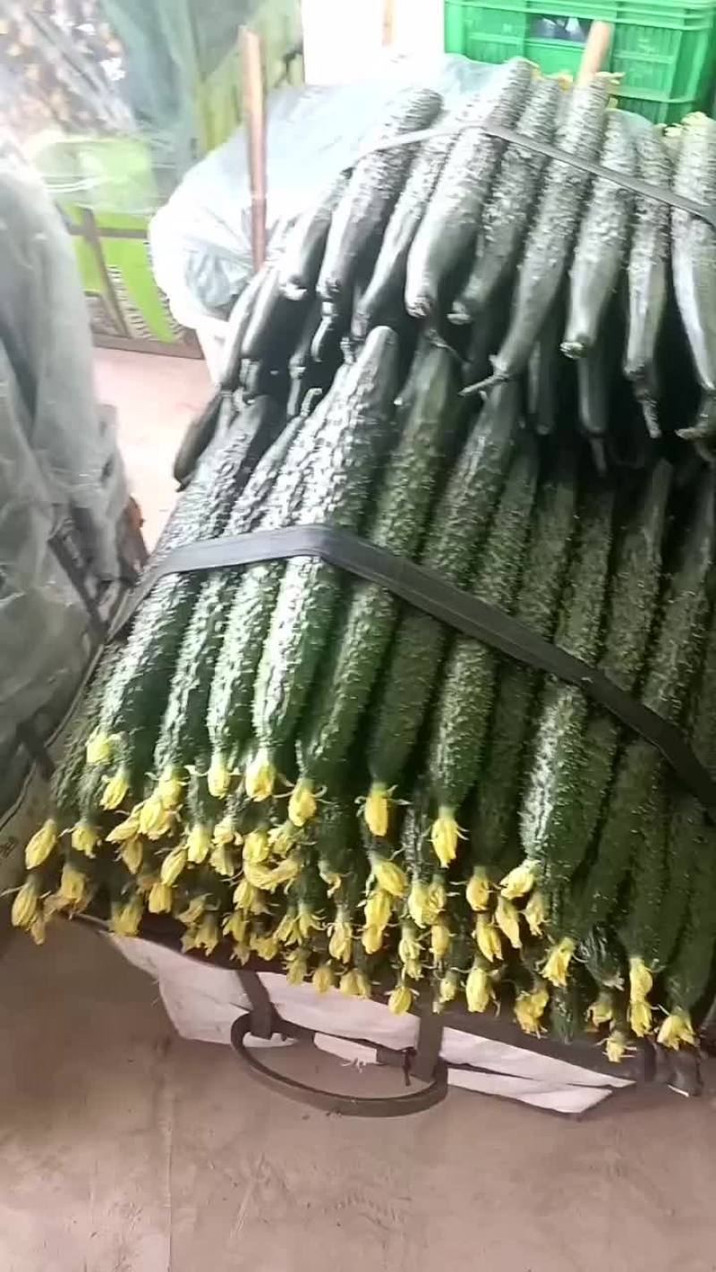鲜花黄瓜，产地直发