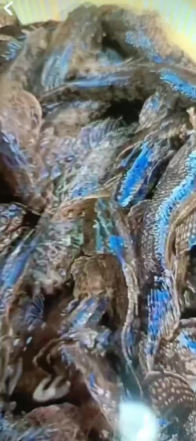 虎头鲨