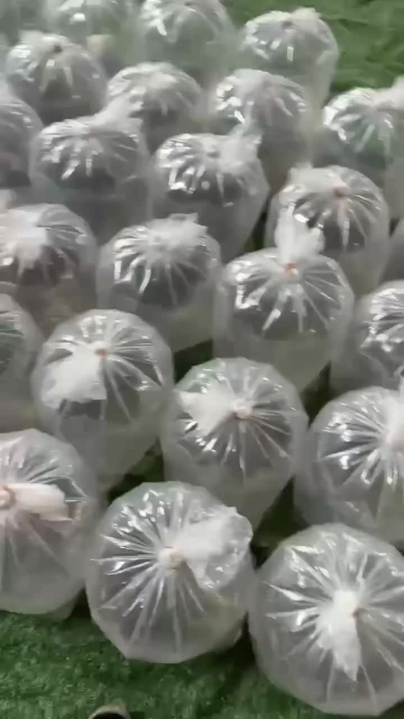 虎头鲨