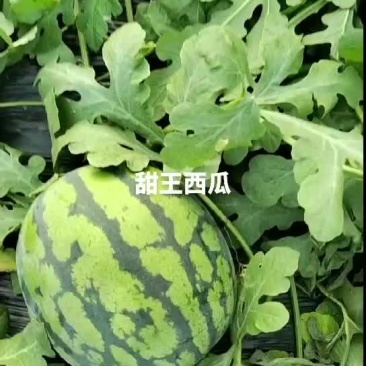 甜王西瓜陆续发货
