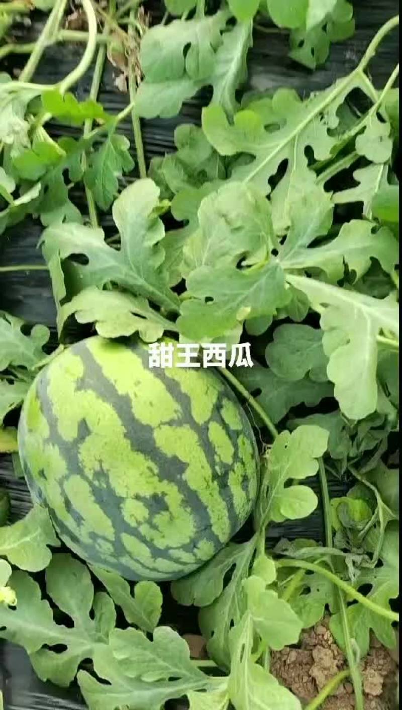 甜王西瓜陆续发货