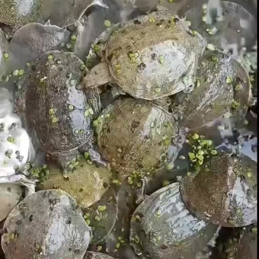 甲鱼苗