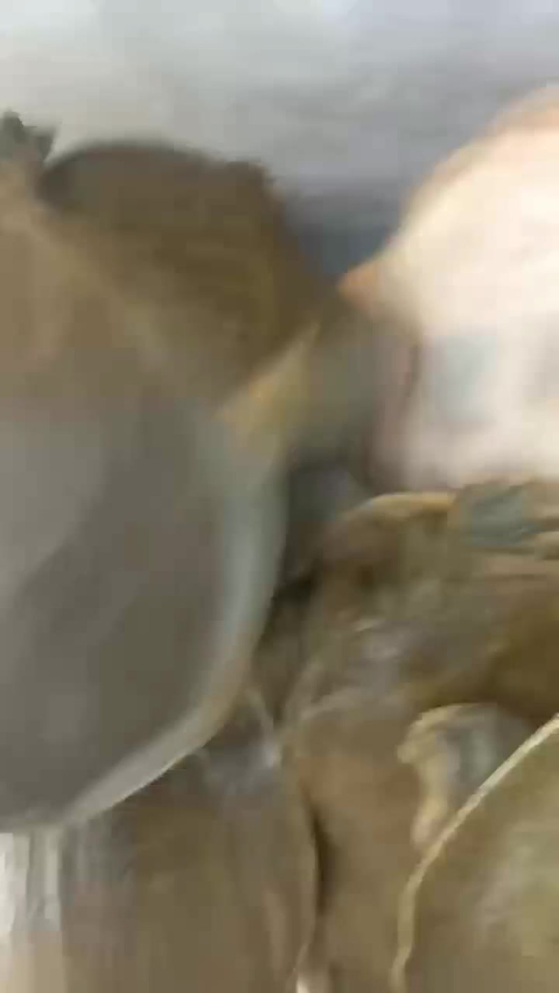 甲鱼苗