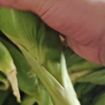 水果玉米