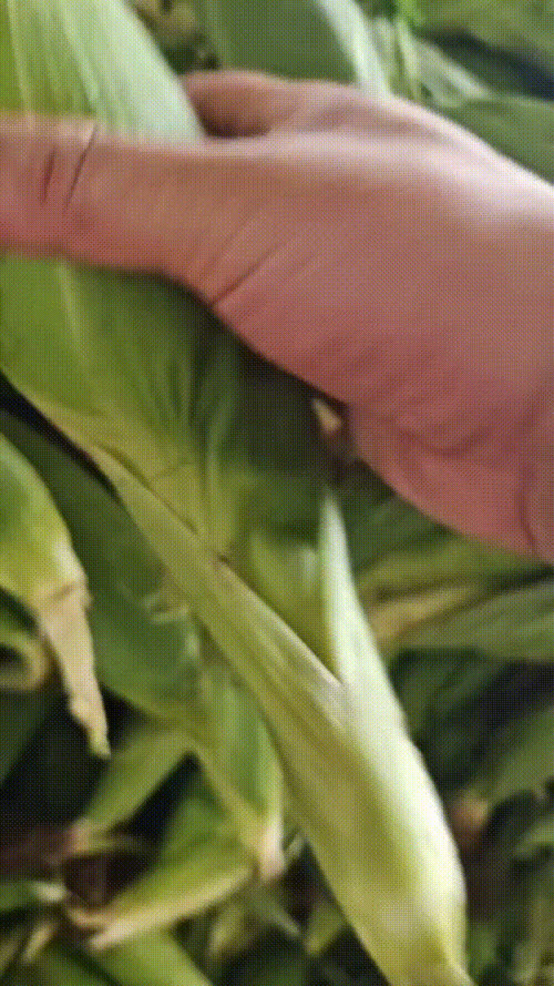 水果玉米