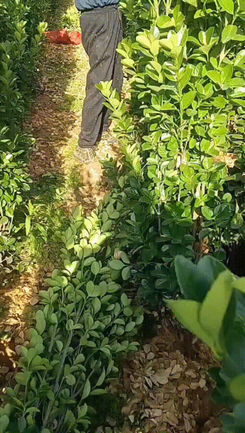 北海道黄杨