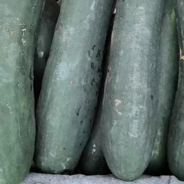 黑皮冬瓜