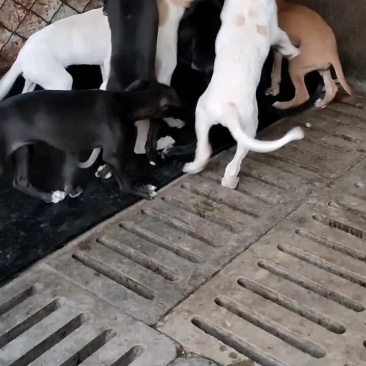精品猎兔犬，二到三个月，公母都有，疫苗齐全。喜欢的私.信
