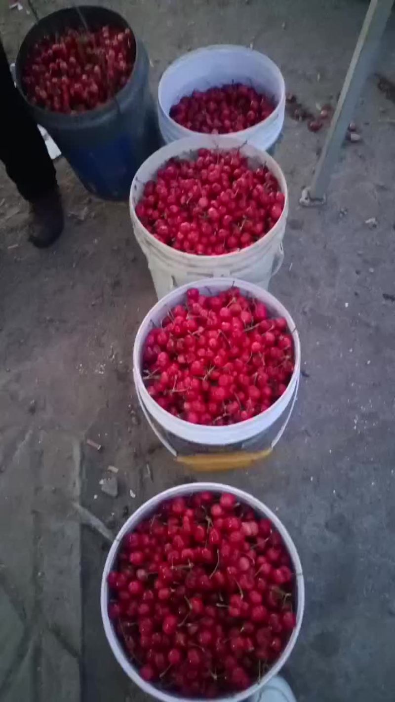 萨米脱红灯大量上市