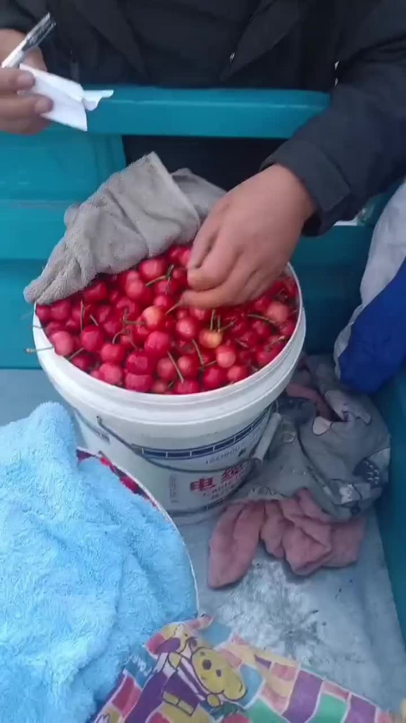 萨米脱红灯大量上市