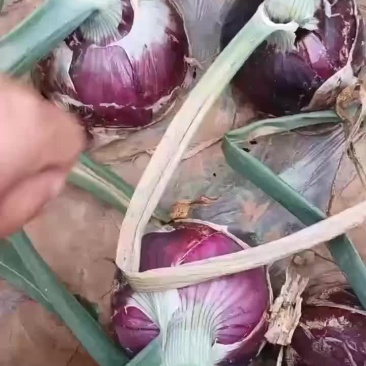 万亩基地洋葱，一手货源，保证品质，诚信经营，欢迎各位光临