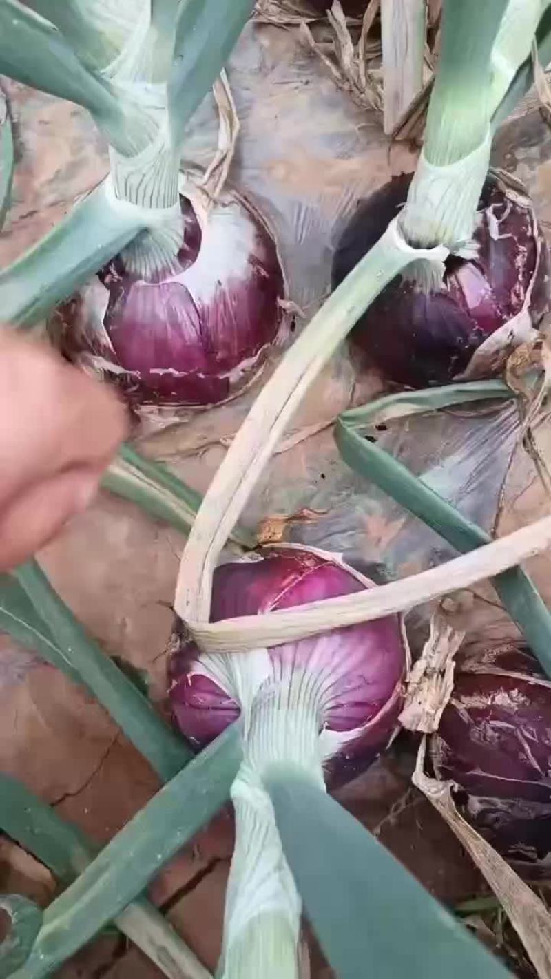 万亩基地洋葱，一手货源，保证品质，诚信经营，欢迎各位光临