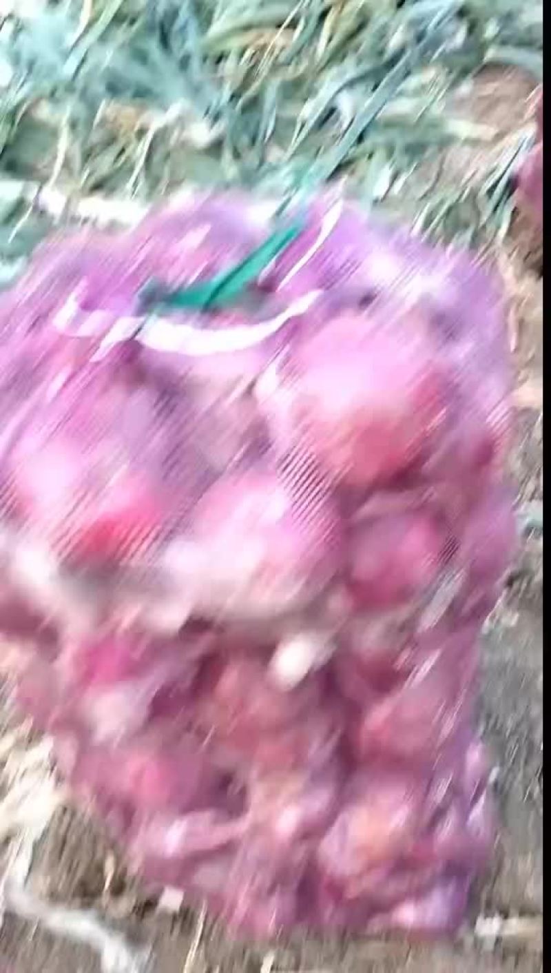 万亩基地洋葱，一手货源，保证品质，诚信经营，欢迎各位光临