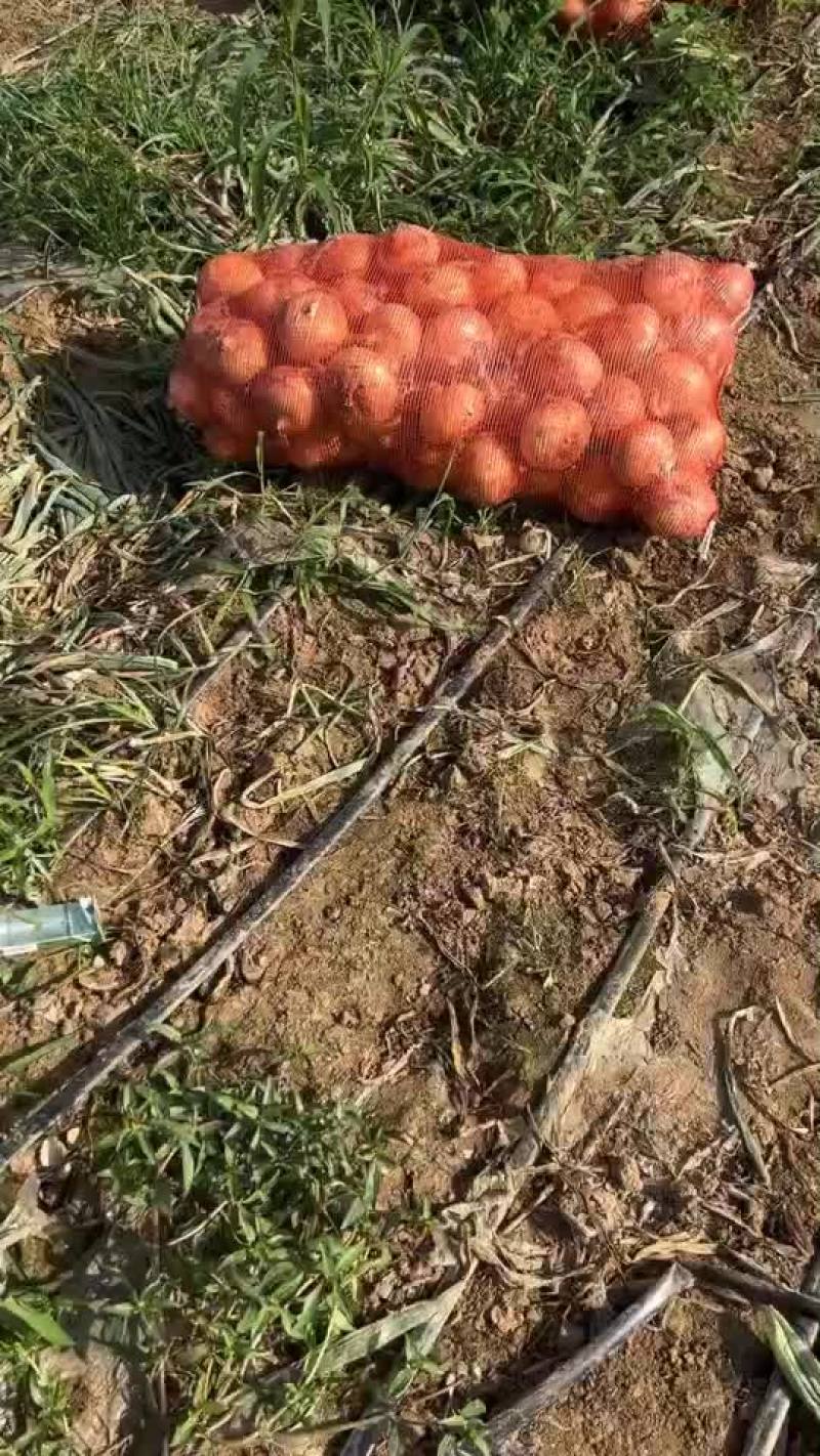 万亩基地洋葱，一手货源，保证品质，诚信经营，欢迎各位光临