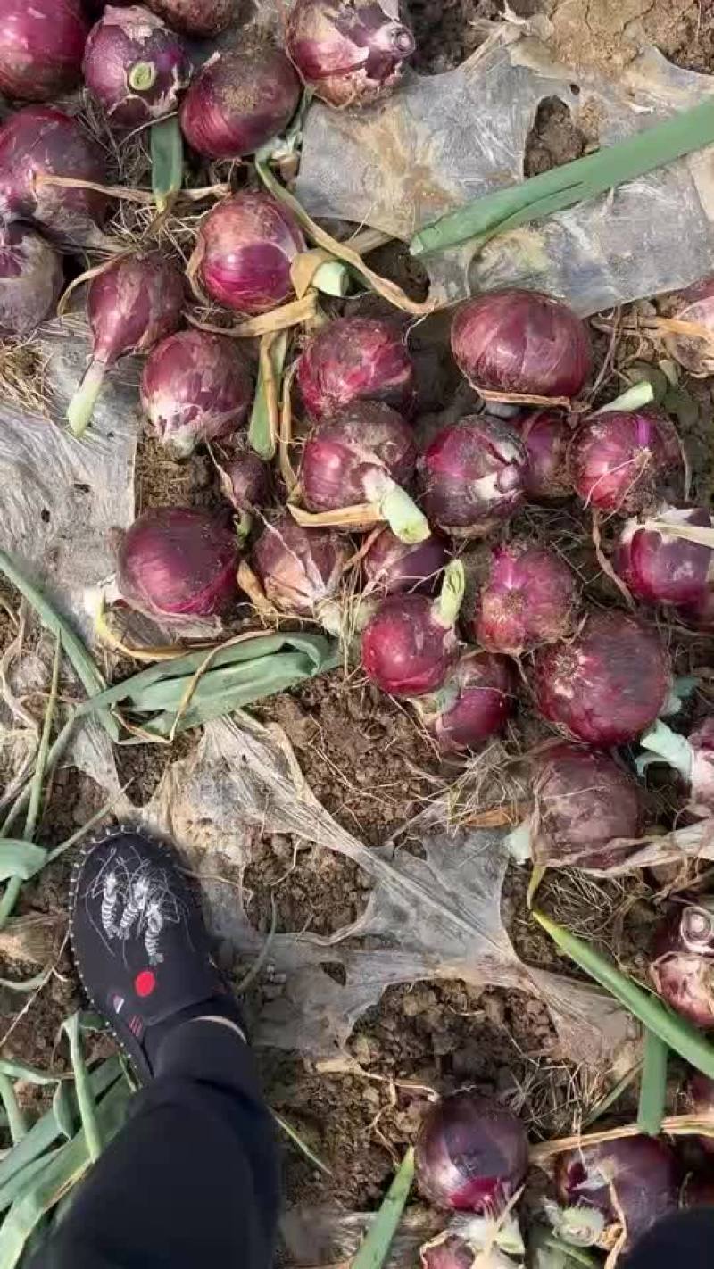 万亩基地洋葱，一手货源，保证品质，诚信经营，欢迎各位光临