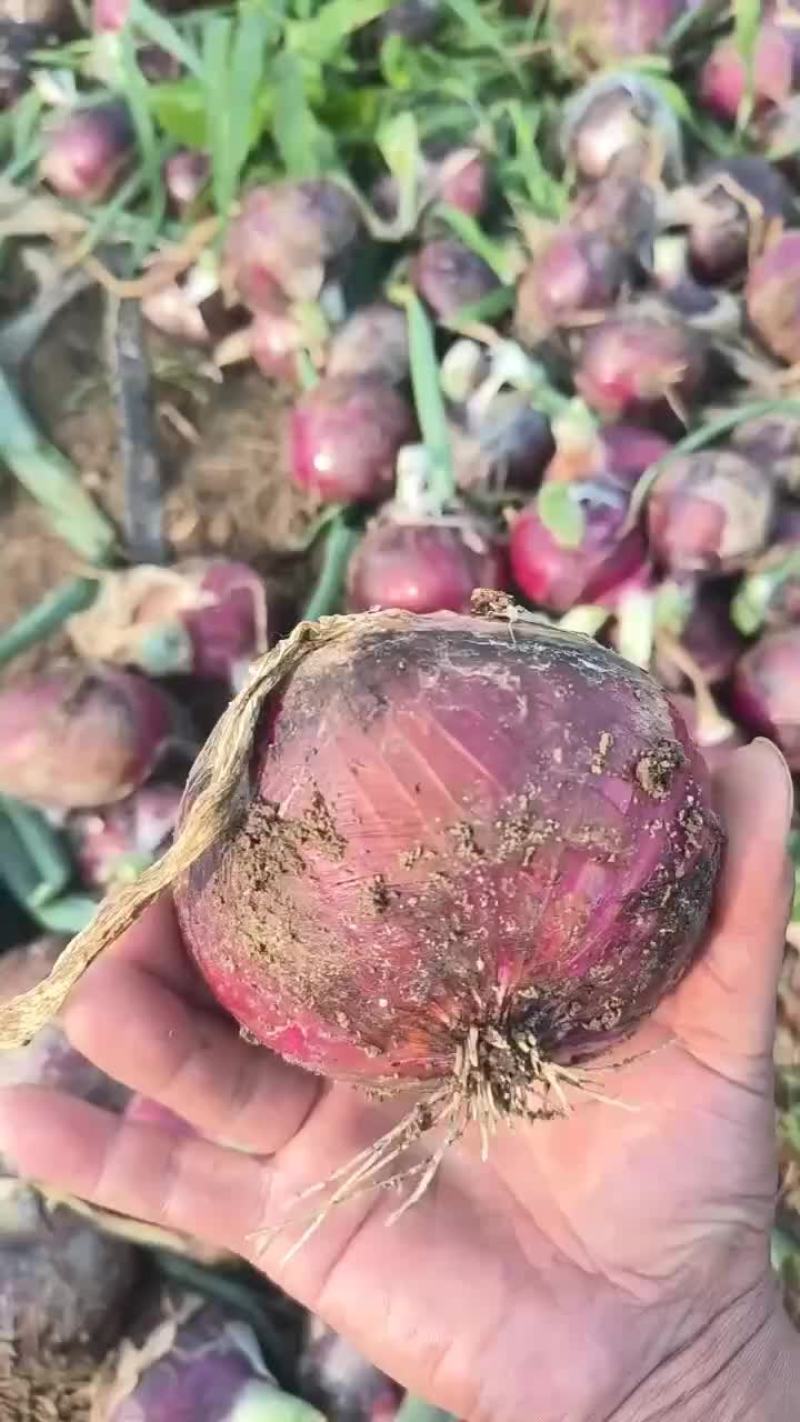 万亩基地洋葱，一手货源，保证品质，诚信经营，欢迎各位光临