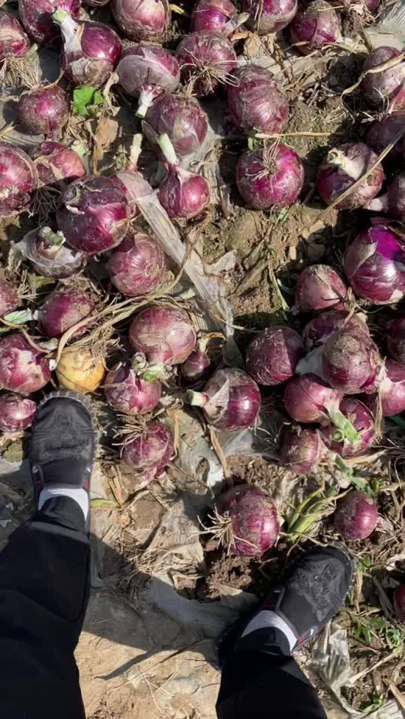 万亩基地洋葱，一手货源，保证品质，诚信经营，欢迎各位光临