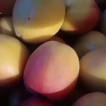 金太阳杏已大量上市