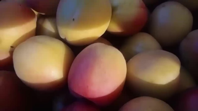 金太阳杏已大量上市
