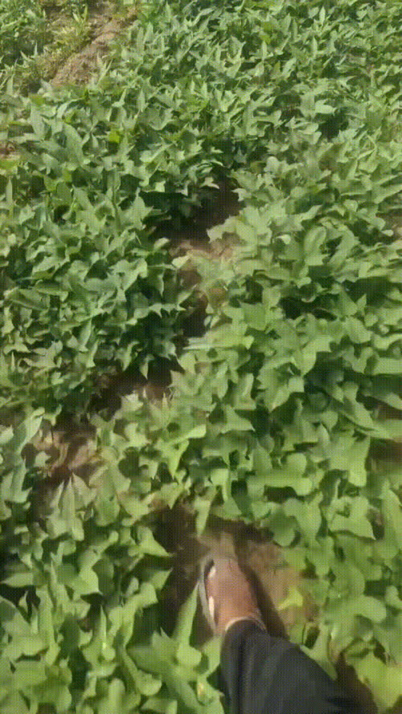 红薯苗—品种有—商薯19—西瓜红—烟薯—哈密—