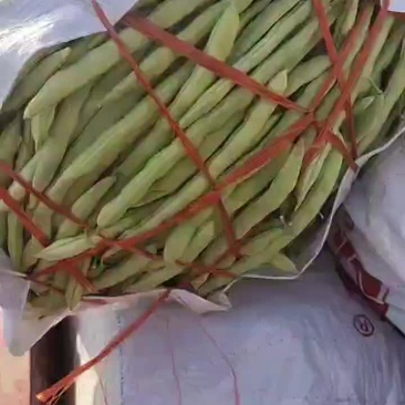 季豆大量上市需要联系
