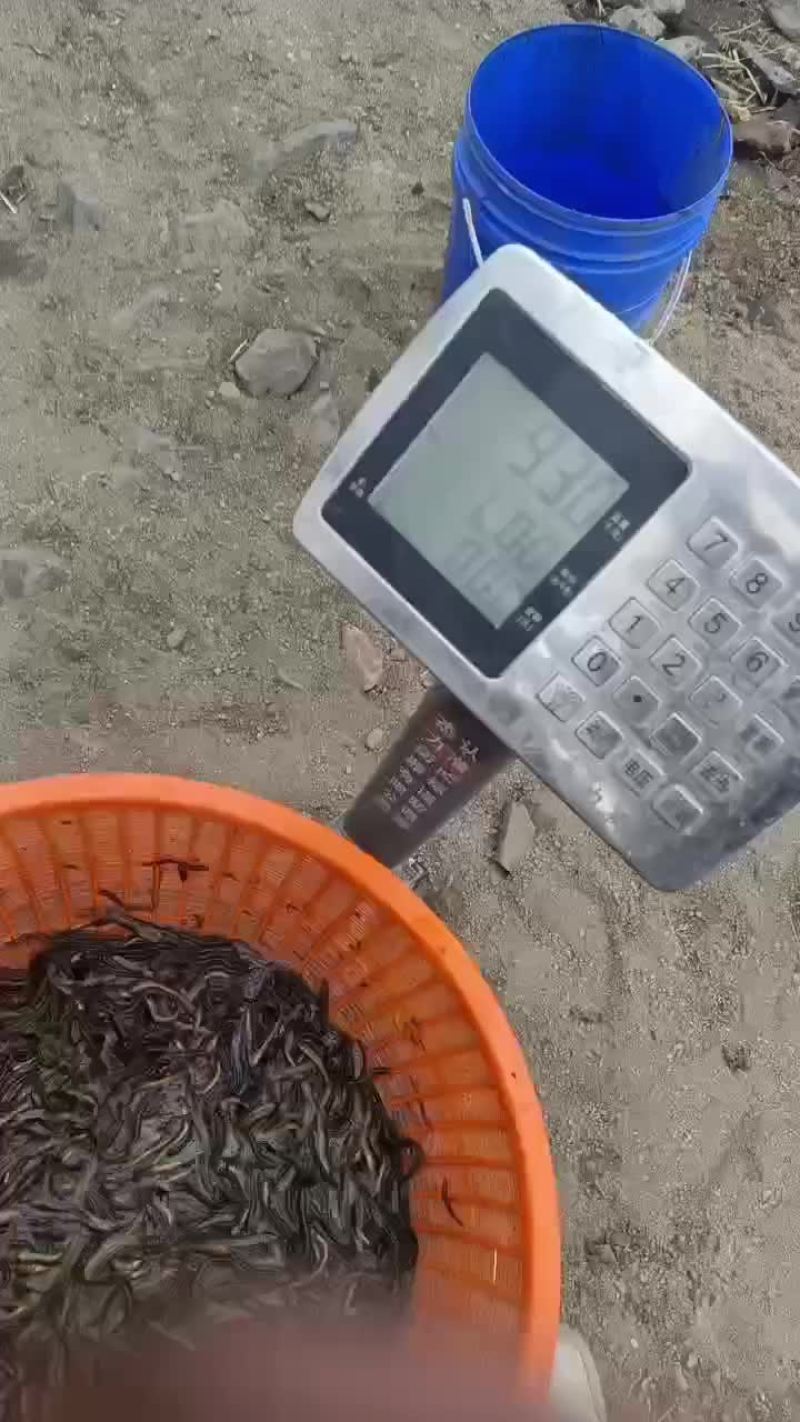 泥鳅鱼