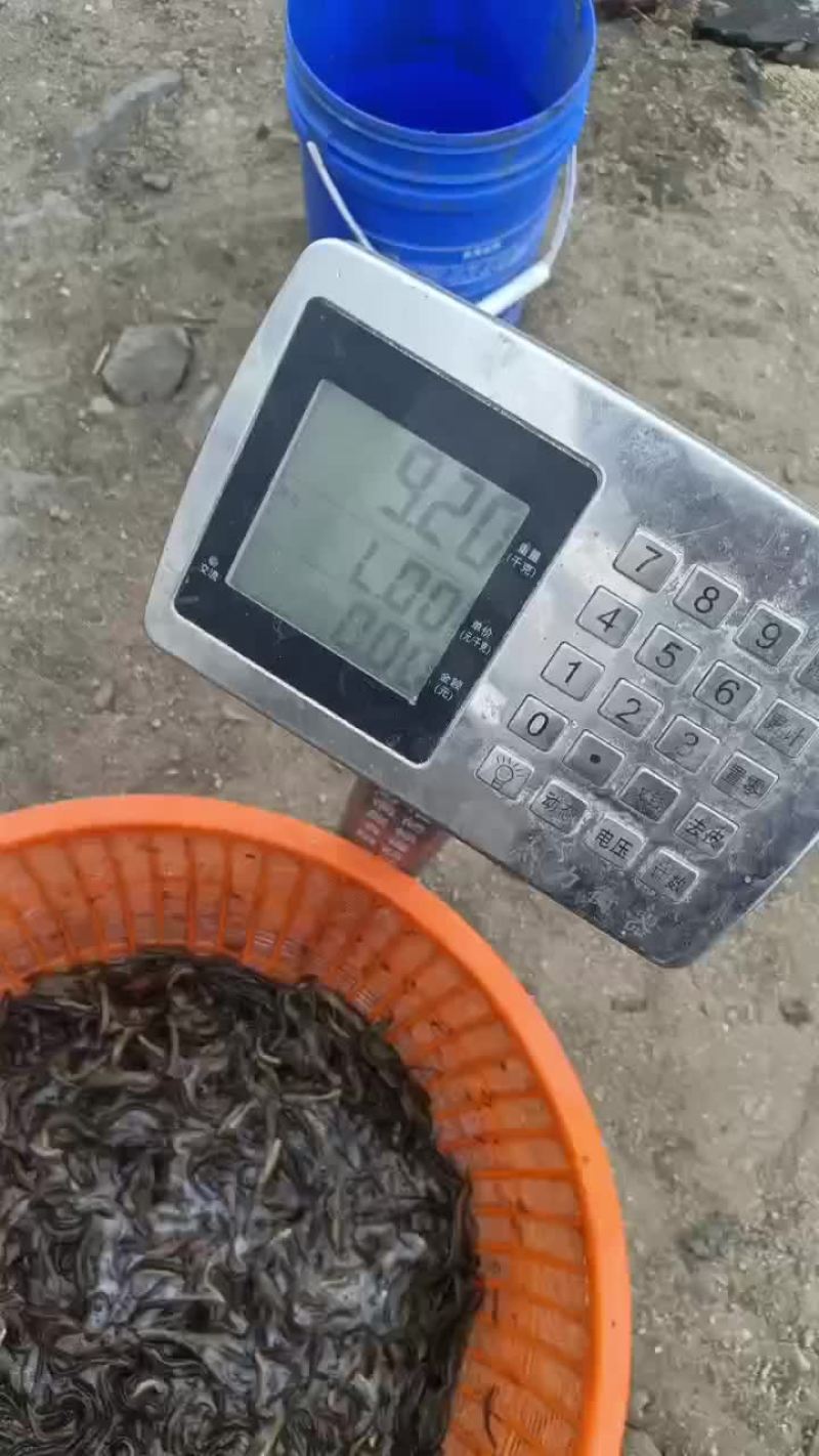 泥鳅鱼
