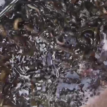 泥鳅鱼
