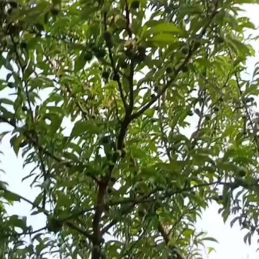 贵州六马蜂糖李